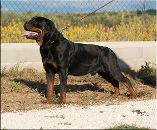 Rambo von der Blauen Welle | Rottweiler 