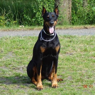 Duco v.h. Donauhof | Black Doberman Pinscher