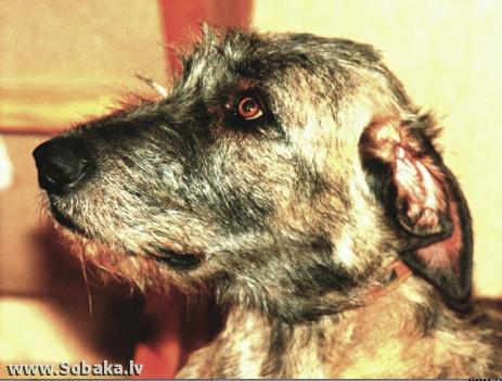 Chin Oir (??? ???) | Irish Wolfhound 