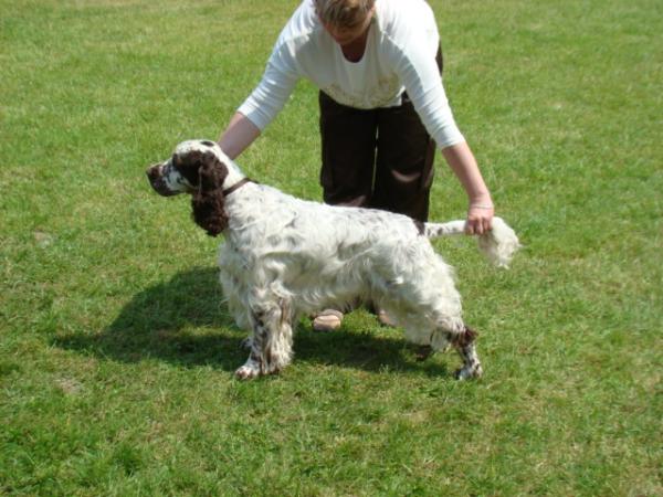 Lordsett WHITER SHADE OF PALE | English Springer Spaniel 