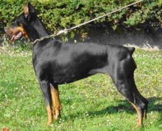 Baghira v.d. Burgstätte | Black Doberman Pinscher