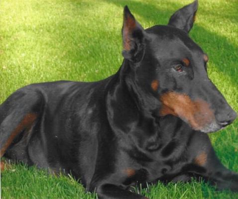 Indy v.d. Erjolihof | Black Doberman Pinscher