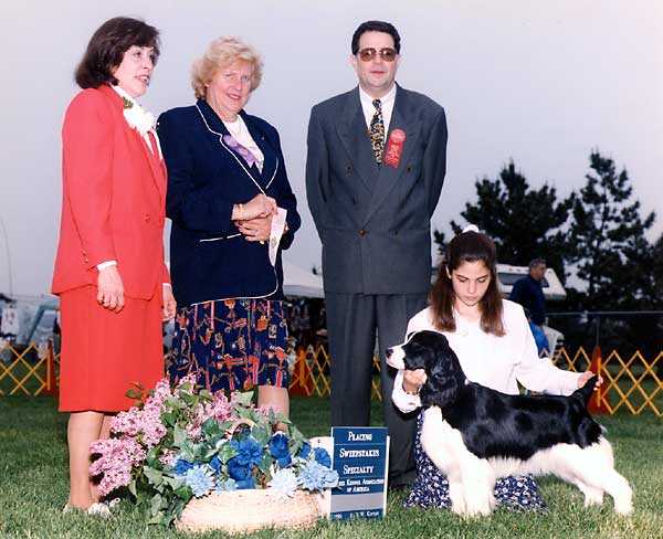 Laurdan's Stardust Melody | English Springer Spaniel 