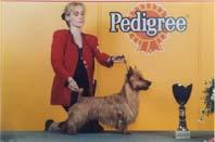 Bluepepper'S Pink Panther | Australian Terrier 
