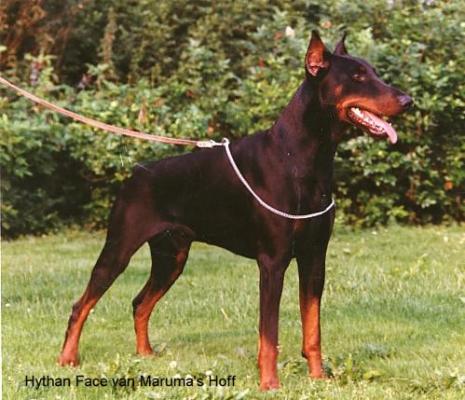 Hythan v. Maruma's Hoff | Black Doberman Pinscher