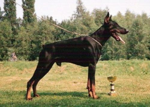 Thyson v. Maruma's Hoff | Black Doberman Pinscher