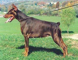 Zara Royal Bell | Brown Doberman Pinscher