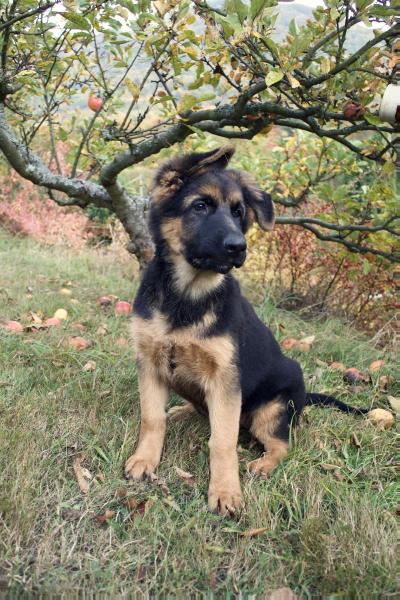 Cardi vom Stráž | German Shepherd Dog 