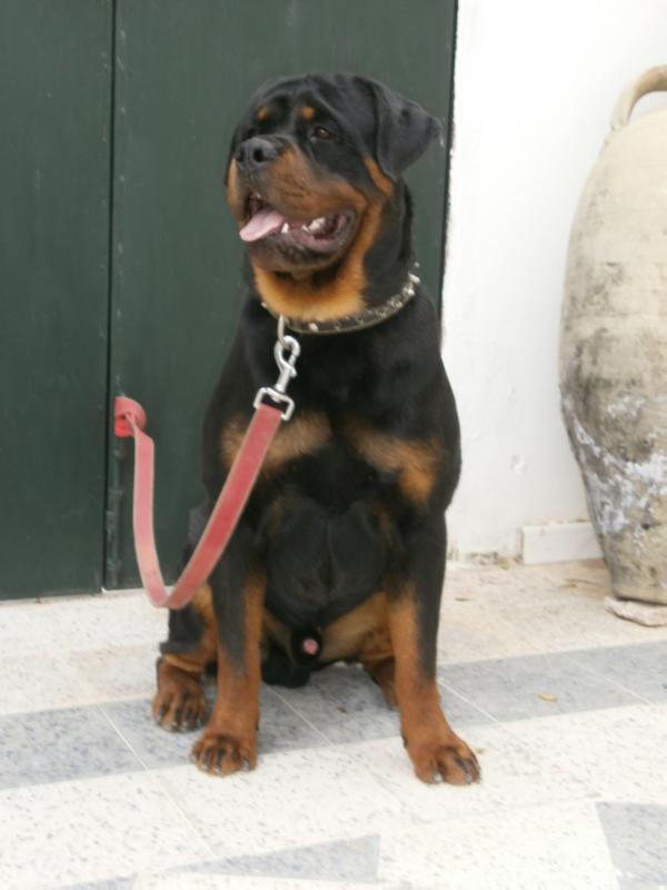 Eliott von der warriors rott | Rottweiler 