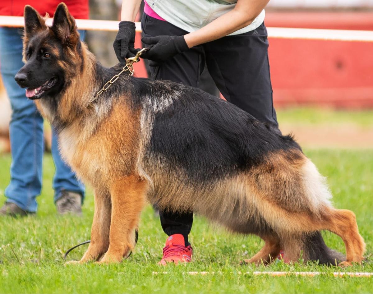 Esmira vom Frosten | German Shepherd Dog 