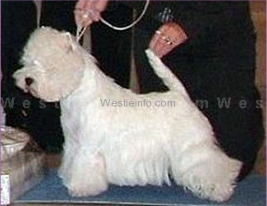 The Dashing Devil's Snapshot | West Highland White Terrier 