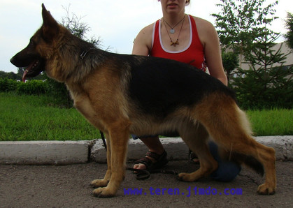 FILADELFIA Teren | German Shepherd Dog 
