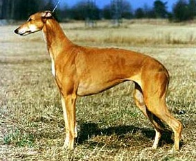 Trecarne Amber of Solstrand | Greyhound 