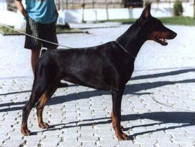 Ferry Fargo v. Rauberstolz | Black Doberman Pinscher