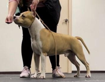 Far Lep Hardinna Rabel Eric | American Staffordshire Terrier 