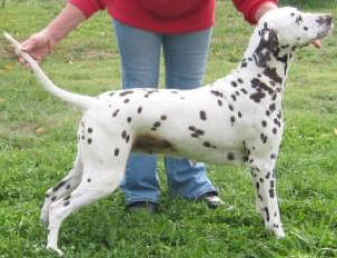 Gemcourt Verdelho | Dalmatian 