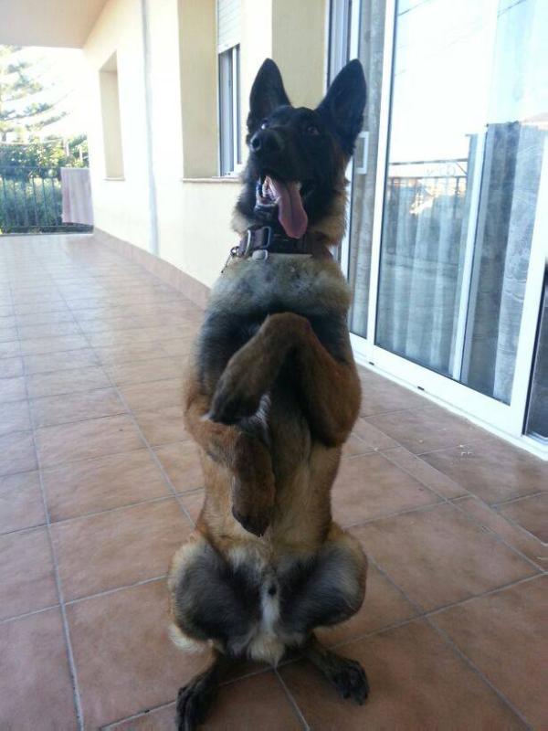 Ronny du Clos de Savoie | Belgian Malinois 