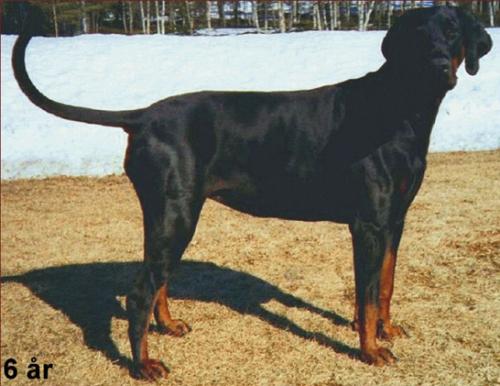 Tinghofs Wanja | Black Doberman Pinscher