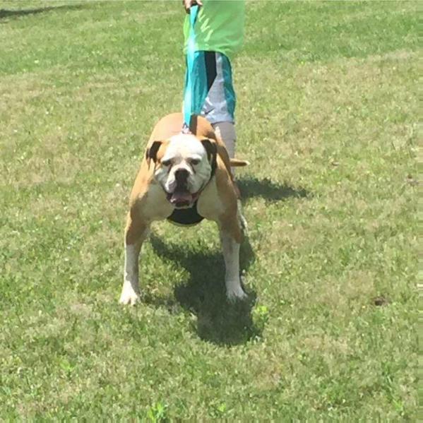 Chevy Diesel Castaneda | American Bulldog 