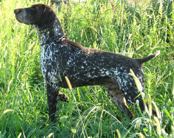 Nadir di San Fiorano | German Shorthaired Pointer 