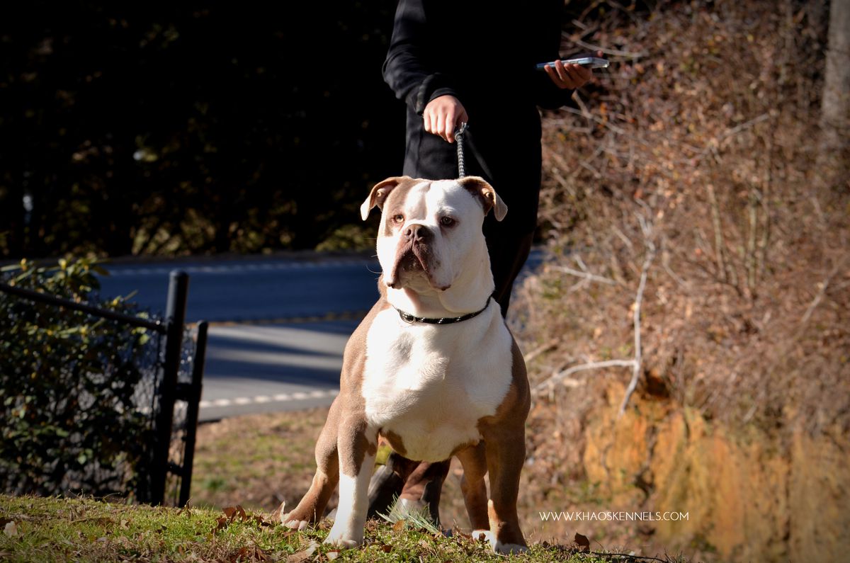 KHAOS' GOT THE WORLD SHAKIN | Olde English Bulldogge 