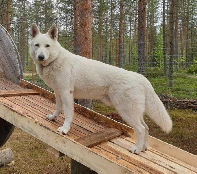 Soul'n mate Iron | White Swiss Shepherd Dog 