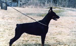 Nemesis Fedra v. Koepsel | Black Doberman Pinscher