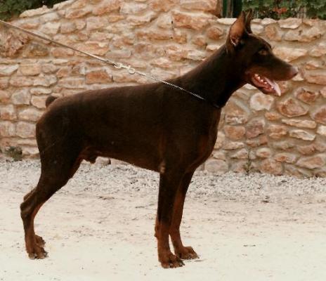 Falko de Los Valientes | Brown Doberman Pinscher