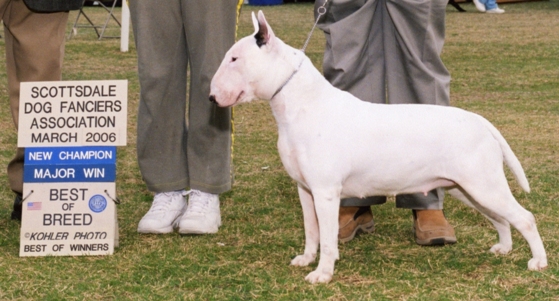 ALLEGRO AIRE LIBRE OF OASIS | Bull Terrier 