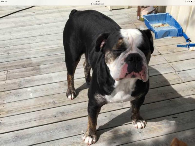 Ostergaard's Doris | Olde English Bulldogge 