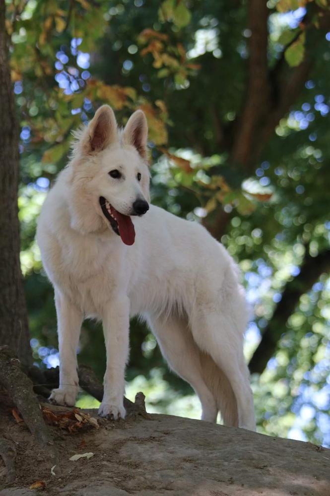 Lovely Poison Ivy Biale Wilki Z Wilkowa | White Swiss Shepherd Dog 