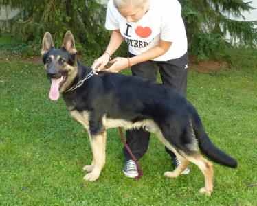 Avalon vom Great Digger | German Shepherd Dog 