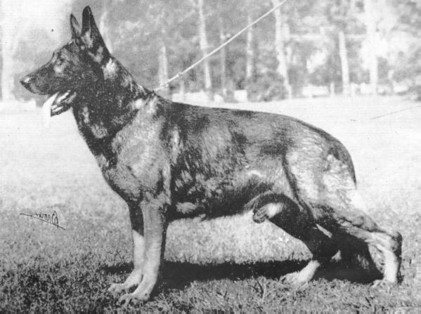 Lido vom Johanneshauch | German Shepherd Dog 