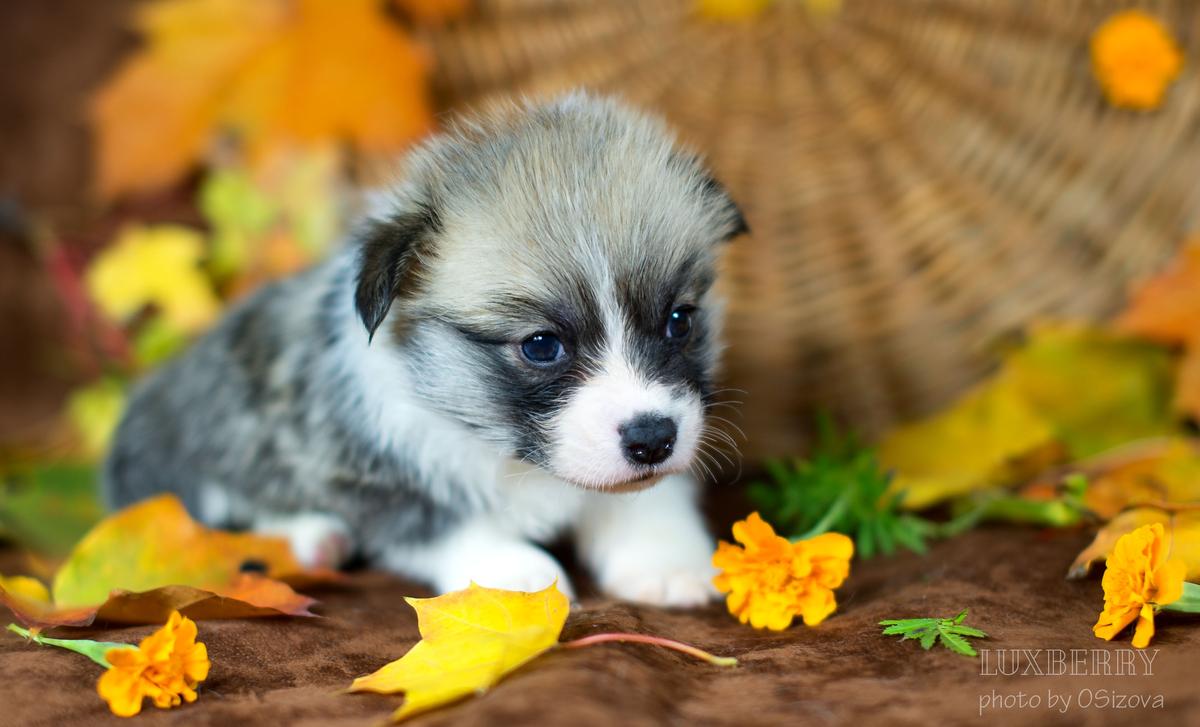 LUXBERRY MABERLEA | Pembroke Welsh Corgi 