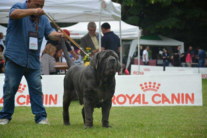 ABRAAO DA CASA DE DOS MANOS | Neapolitan Mastiff 