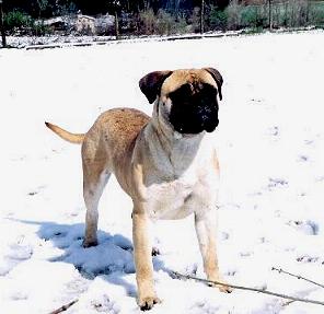 Gwedolyn Trenka Nous | Bullmastiff 