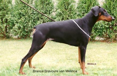 Branca Bravoure v. Melinca | Black Doberman Pinscher