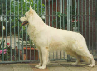 Arras the Lovely White Shepherd | White Swiss Shepherd Dog 