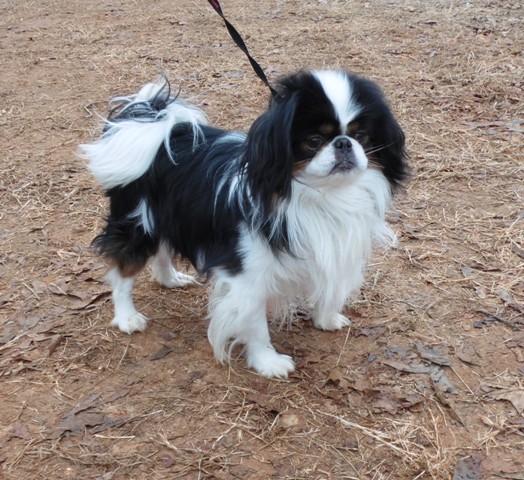 Little Chow-Mein Man | Japanese Chin 