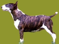 Winsor's Viva Las Vegas | Bull Terrier 