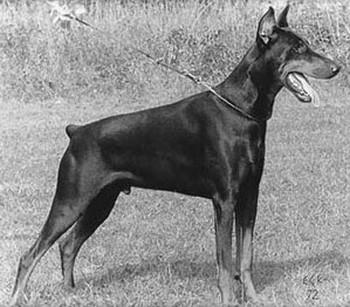 Kadrille-Kalmere (SF 1907/71) | Black Doberman Pinscher