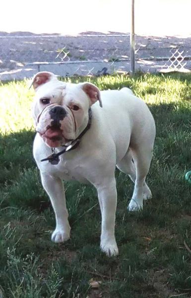 Thompson's Angel | Olde English Bulldogge 