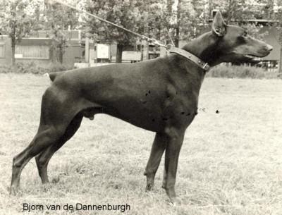 Bjorn Dimo v.d. Dannenburgh | Black Doberman Pinscher