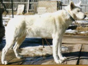 Uelen's Beowulf Of Seppalta | Siberian Husky 