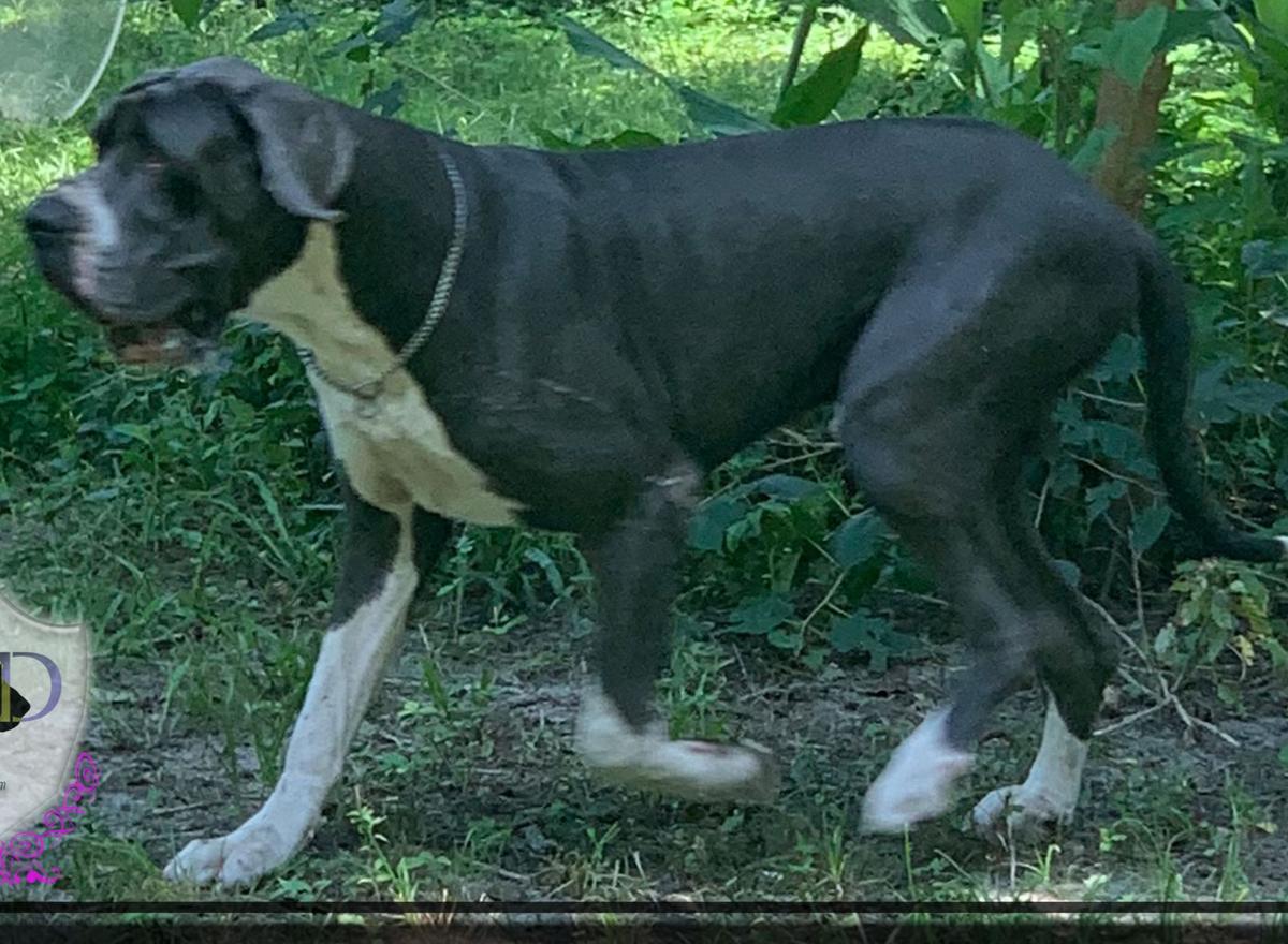 Night Magics Shadow Walker | Great Dane 