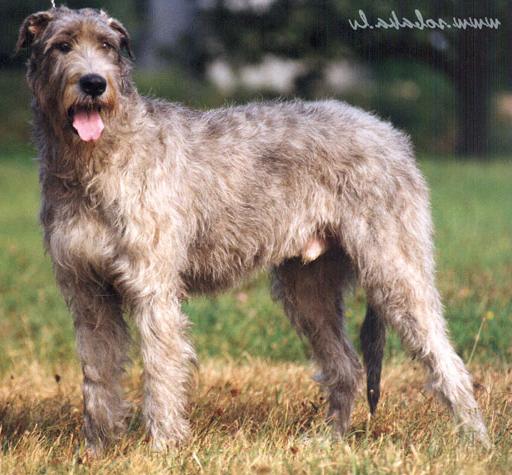 Vejgari Arguss | Irish Wolfhound 