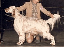 Bludawns Just Call Me Jenny | English Setter 