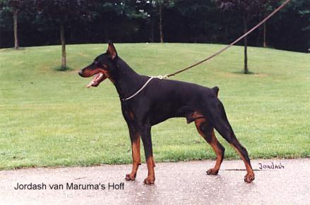 Jordash v. Maruma's Hoff | Black Doberman Pinscher