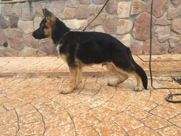 Cuantum de la Piguela | German Shepherd Dog 