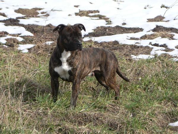 Wild Night's To easy girl | American Staffordshire Terrier 
